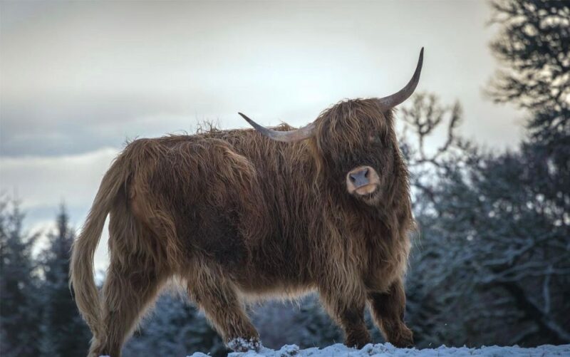 From Edinburgh/Glasgow: 3-Day Isle of Skye & Highland Tour - Final Thoughts on the 3-Day Isle of Skye & Highland Tour