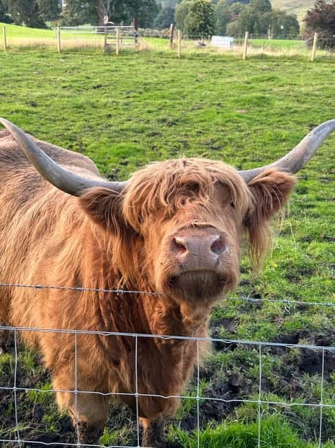 From Edinburgh: Glenfinnan, Fort William and Highland Cows - A Scenic Journey Through the Scottish Highlands