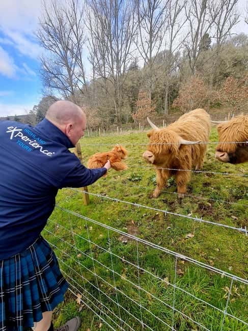 From Edinburgh: Glenfinnan, Fort William and Highland Cows - Who Will Enjoy This Tour Most?