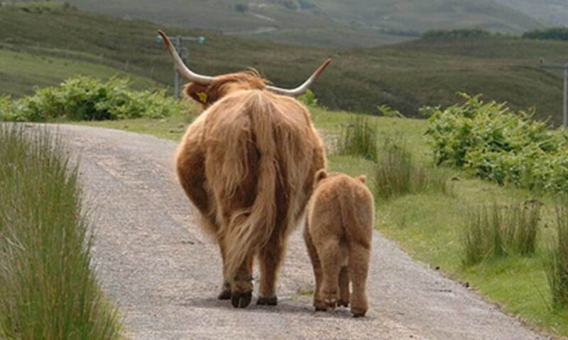 From Edinburgh: Loch Ness & Inverness Tour in Spanish - Journey to Inverness and Highlights on the Way