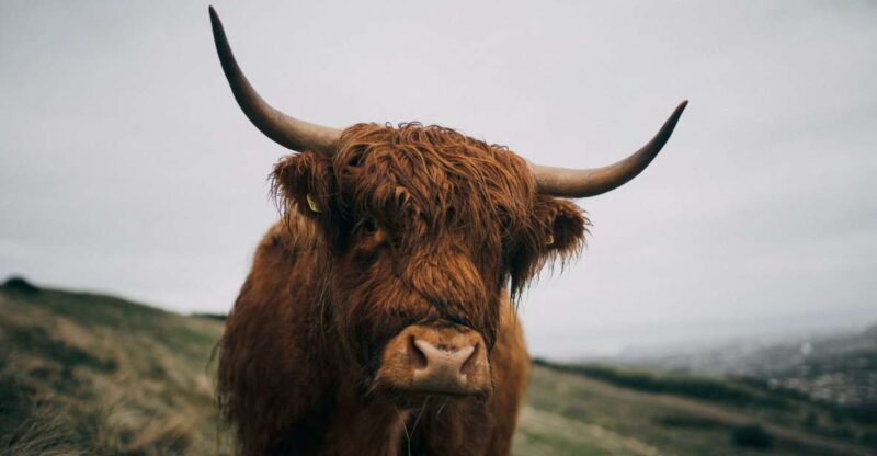 From Edinburgh: Scottish Highlands Full-Day Trip - Optional Whiskey or Gin Tasting