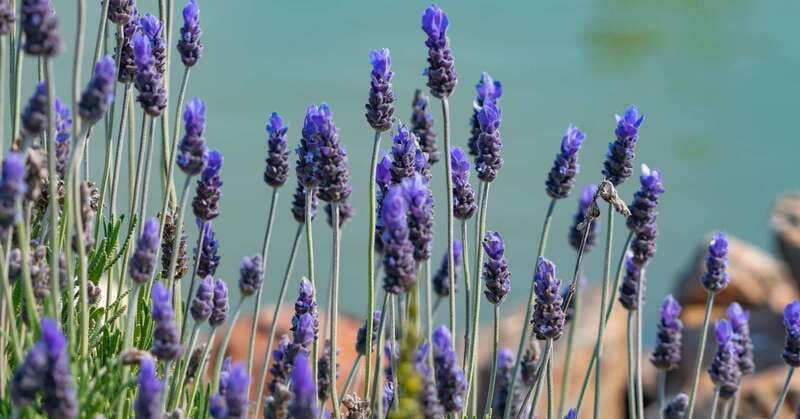 From Ensenada: Ojos Negros Valley Cheese & Wine Tasting Tour - Final Thoughts on the Ojos Negros Cheese & Wine Tour