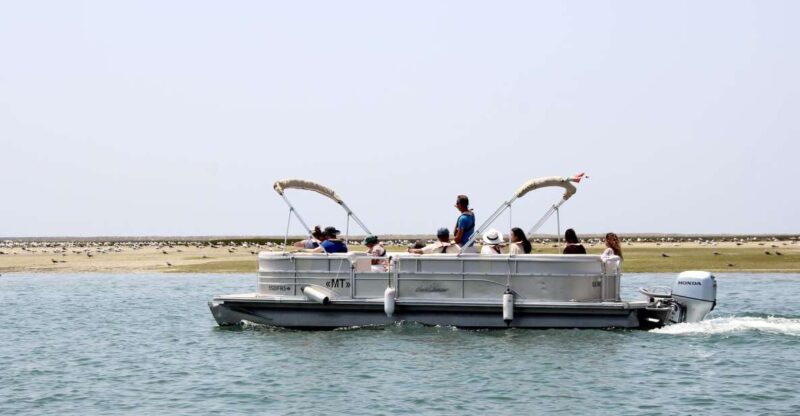 From Faro: 2-Hour Guided Bird Watching Boat Trip - Discovering the Birds of Ria Formosa