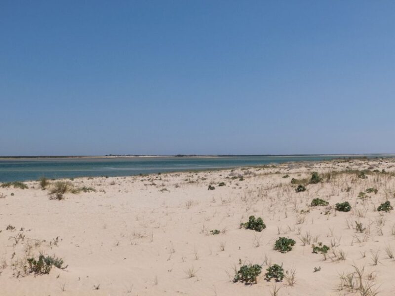 From Faro: 2-Hour Guided Bird Watching Boat Trip - Accessibility and Comfort on Board