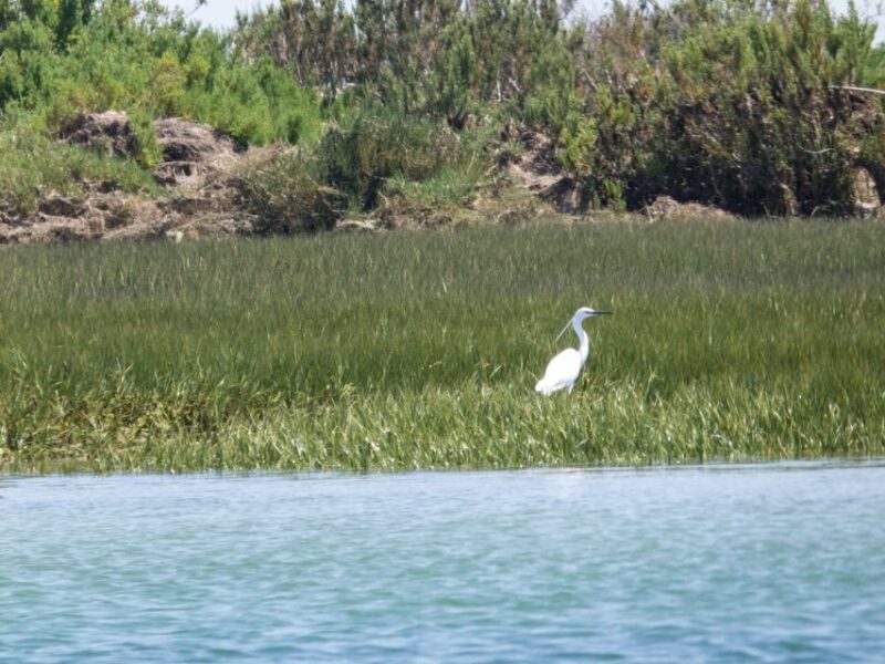 From Faro: 2-Hour Guided Bird Watching Boat Trip - Pricing and Booking Flexibility