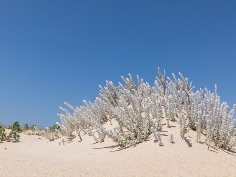 From Faro: 2-Hour Guided Bird Watching Boat Trip - How This Tour Compares to Similar Experiences