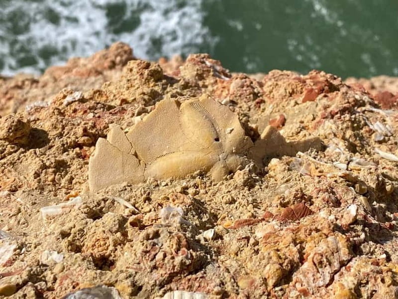 From Faro: Benagil Cave and Seven Hanging Valleys Trail Tour - Beach Break at Praia do Carvalho