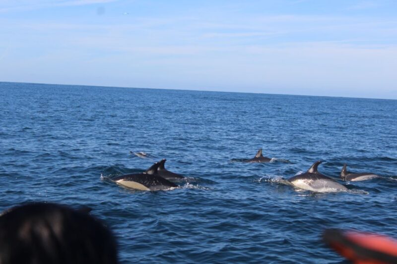 From Faro: Dolphin Watching & 2 Islands Tour - Why Choose This Dolphin & Island Tour in Faro?