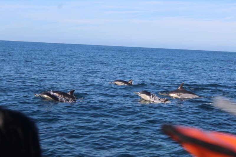 From Faro: Dolphin-Watching & Wildlife - Practical Details and Tips for the Tour