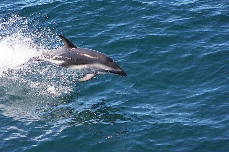 From Faro: Dolphin-Watching & Wildlife - Comparing Similar Dolphin-Watching Experiences