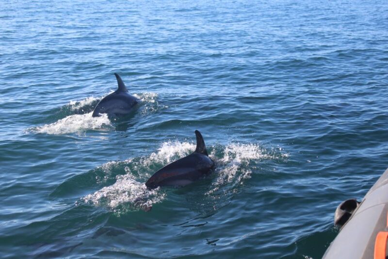 From Faro: Dolphin-Watching & Wildlife - Final Thoughts on the Faro Wildlife Tour