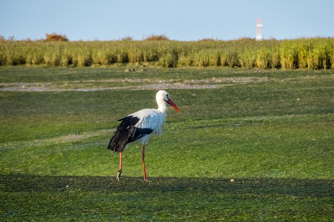 From Faro: Ria Formosa Eco Tour guided by Marine Biologist - Encountering Flora and Fauna of Ria Formosa