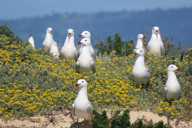 From Faro: Ria Formosa Eco Tour guided by Marine Biologist - Disembarking at Ilha Deserta for Beach and Nature Walks