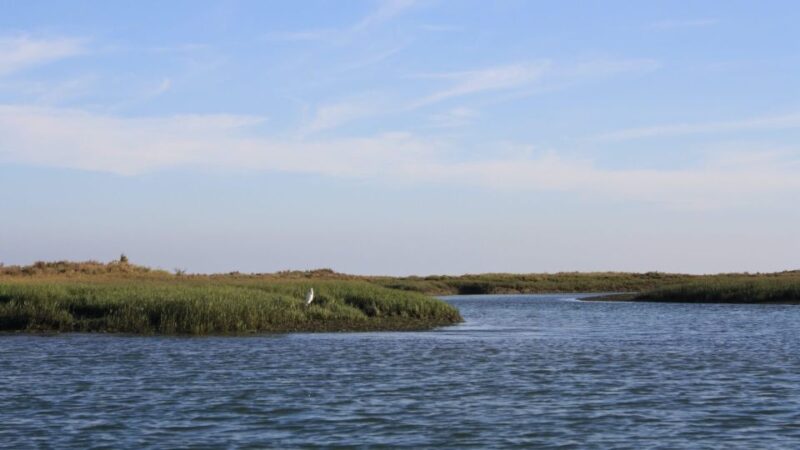 From Faro: Ria Formosa Sunset Boat Trip - Wildlife and Birdwatching Opportunities