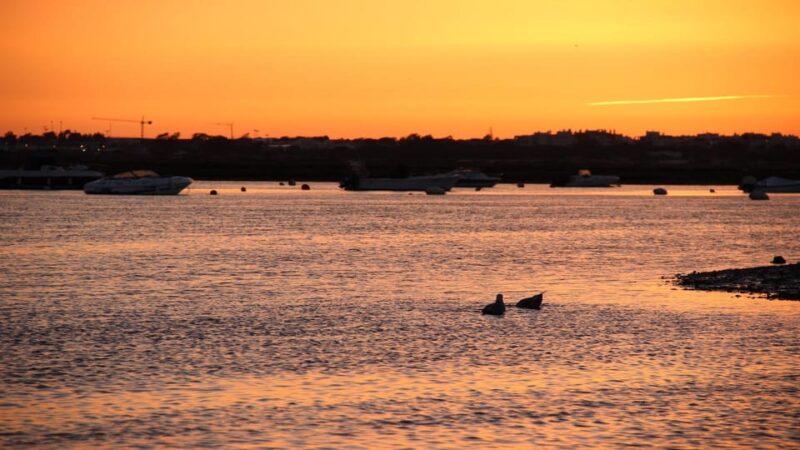 From Faro: Ria Formosa Sunset Boat Trip - Wildlife and Nature Spotting on the Water
