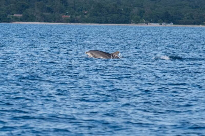 From Fazana: Dolphin watching and snorkeling in Blue Cave - Practical Details: Meeting Point and What to Bring