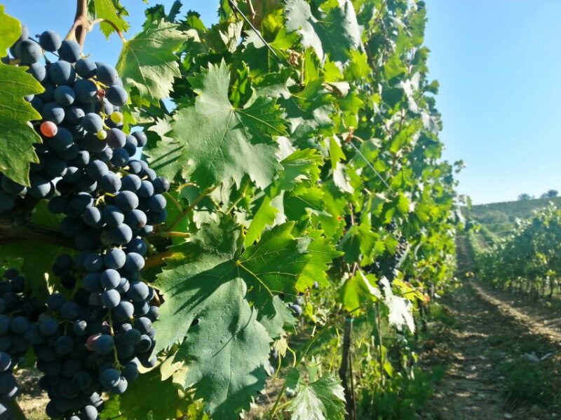 From Florence: Chianti Tour with Two Wine and Food Tastings - Cost, Cancellation, and Payment Flexibility