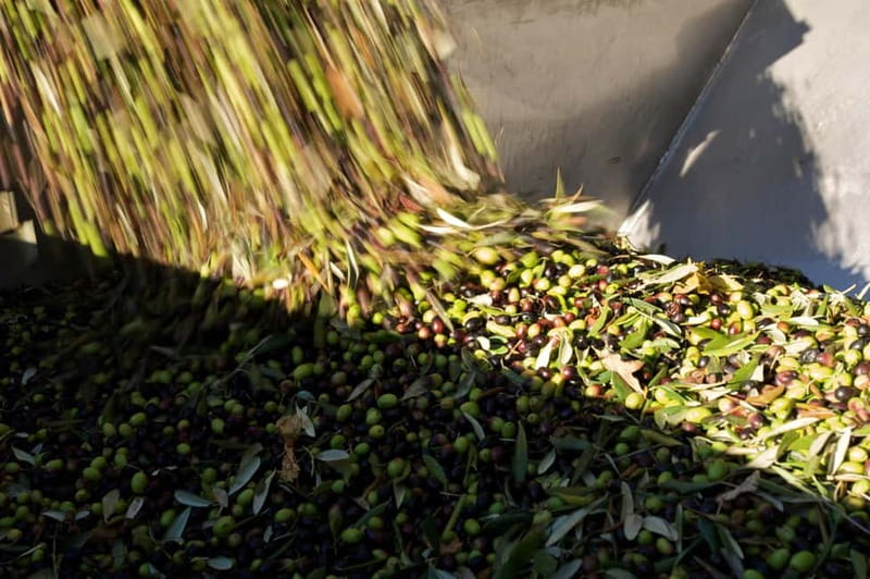 From Florence: Olive Oil Mill Tour and Tasting in Fiesole - What’s Included in the Tour and Additional Perks