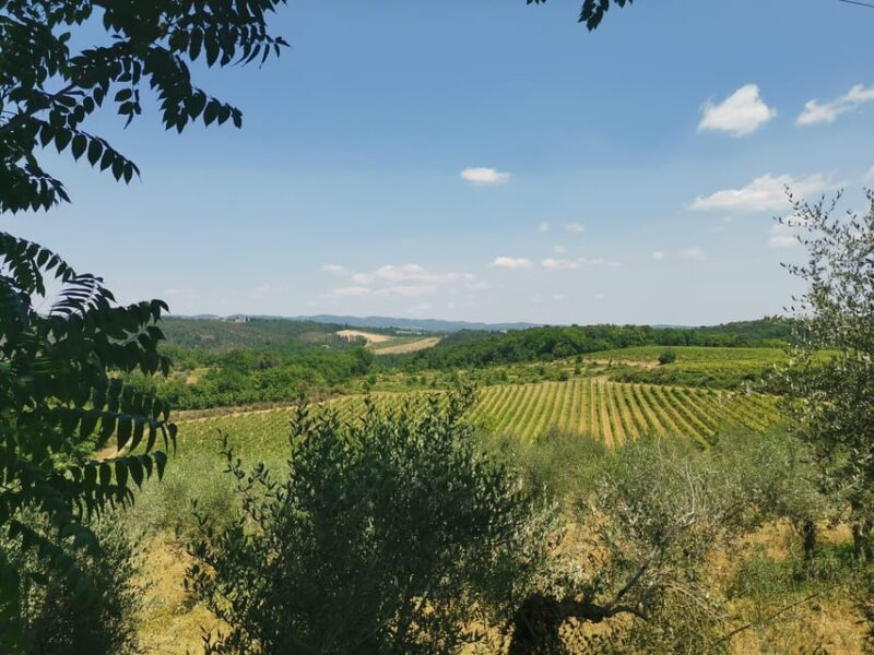 From Florence: Private day trip to San Gimignano & Pisa - Exploring Pisa’s Historic Piazza of Miracles