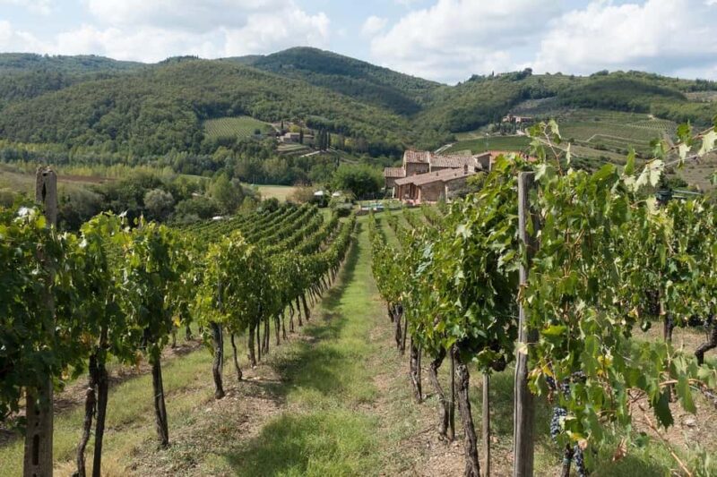 From Florence: Private Half-Day Chianti Tour & Wine Tasting - The Scenic Drive Through Chianti’s Vineyards and Olive Groves