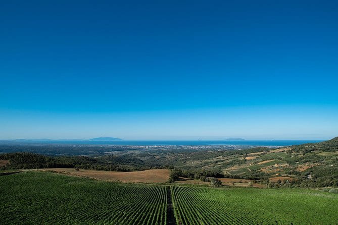 From Florence PRIVATE:Bolgheri Wine Tour,tasting among the Tuscany coastal hills - Unpacking the Wine Tasting Experience