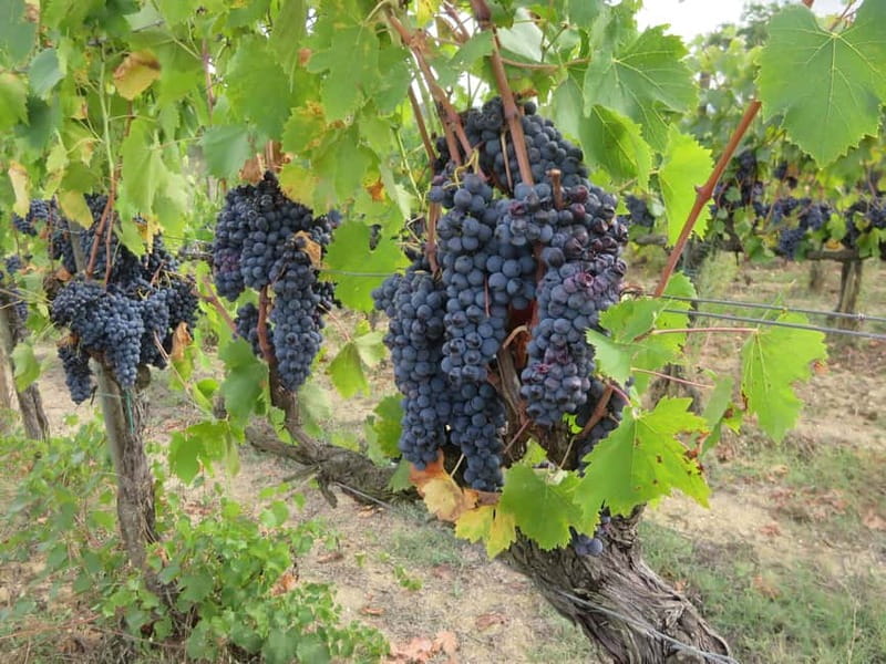 From Florence: Tuscany Vespa Tour with Lunch & Wine - Wine Tasting and the Tuscan Meal at a Local Winery