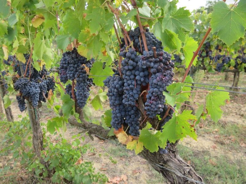 From Florence: Tuscany Vespa Tour with Lunch & Wine - San Gimignano: Medieval Skyline and Photos