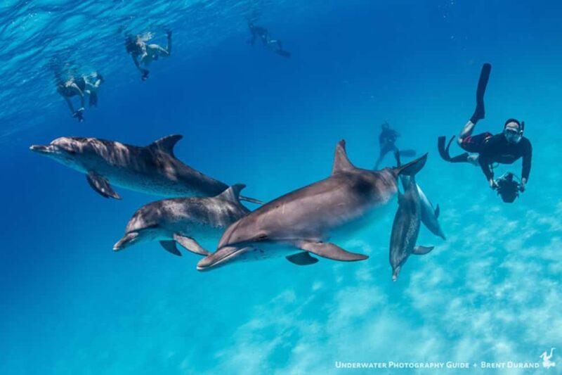 From Fort Lauderdale: Bimini Island Day Trip by Ferry - Accessibility and Travel Tips for Visiting Bimini