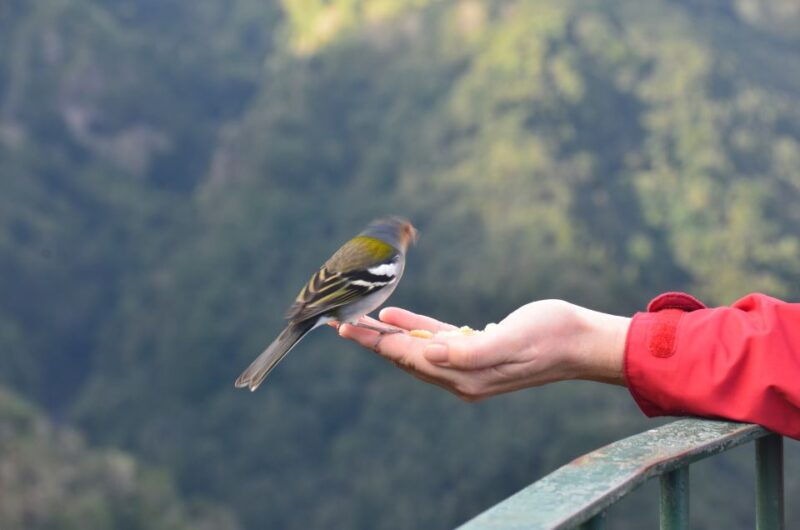 From Funchal: East Tour Madeira 4x4 Jipe Tour Santana Houses - Key Points