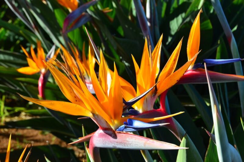From Funchal: East Tour Madeira 4x4 Jipe Tour Santana Houses - Ponta de São Lourenço’s Dramatic Coastline