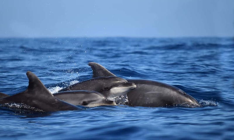 From Funchal: Ecological Catamaran Dolphin Whale Watching - Final Thoughts: A Responsible and Scenic Wildlife Adventure