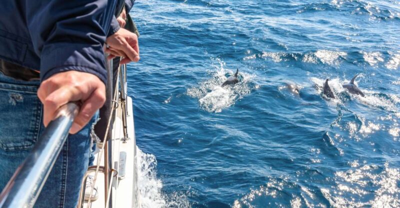 From Funchal: Madeira Dolphin and Whale Watching Tour - The Scenic Coastal Journey from Funchal