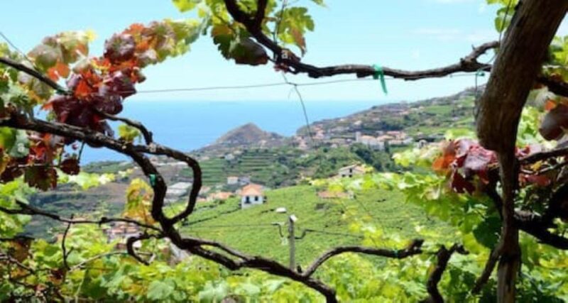 From Funchal: Madeira Wine Tour, Cable Car & Typical Lunch - Key Points