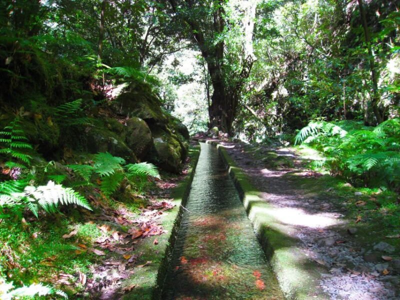 From Funchal: São Jorge Valleys Levada Walk - Key Points