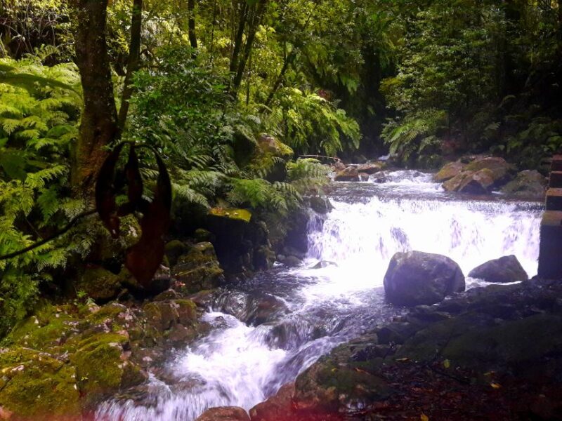 From Funchal: São Jorge Valleys Levada Walk - Who Will Enjoy This Tour Most?