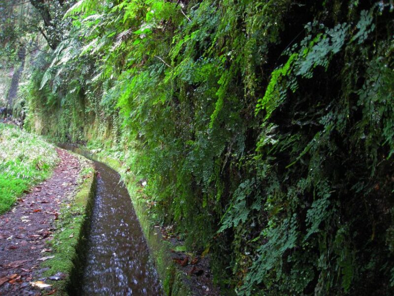 From Funchal: São Jorge Valleys Levada Walk - Why Choose This Guided São Jorge Valleys Levada Walk?