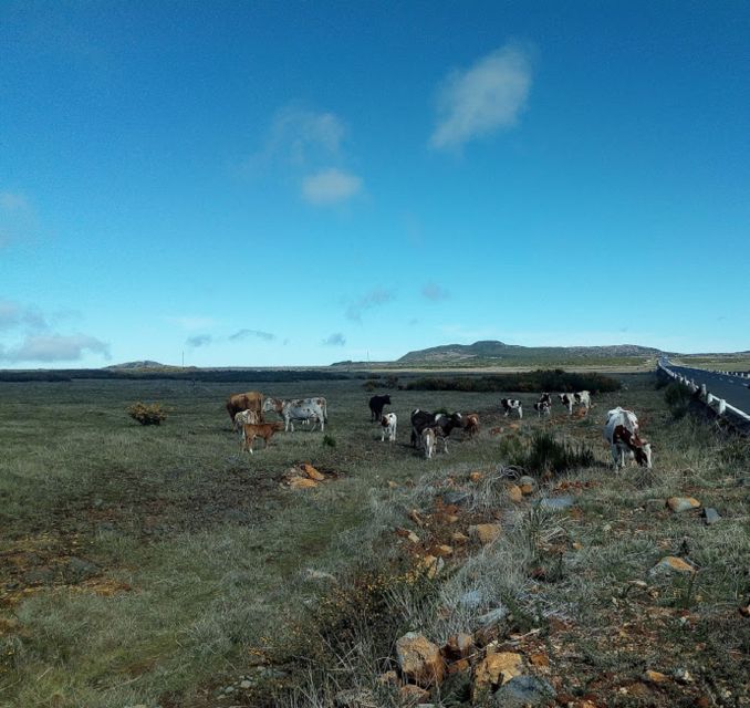 From Funchal: West Madeira and Laurel Forest Day Trip - Optional Pass Through the Encumeada Pass (Weather Dependent)