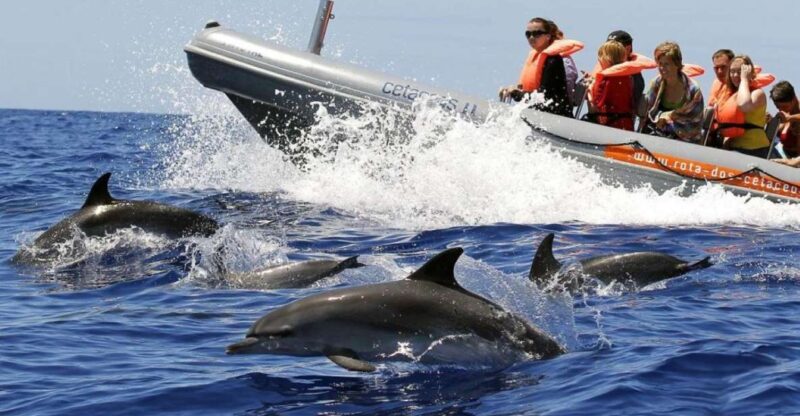 From Funchal: Whale and Dolphin Watching - Key Points