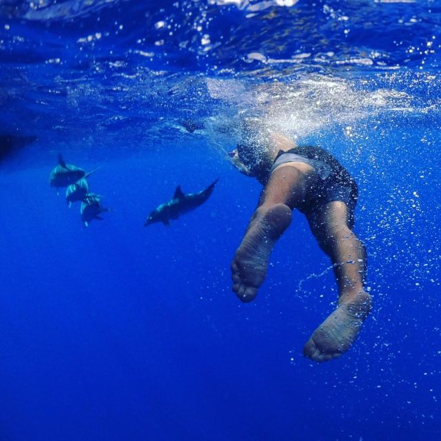 From Funchal: Whale and Dolphin Watching - The Speedy Semi-Rigid Boat: Fast and Exciting