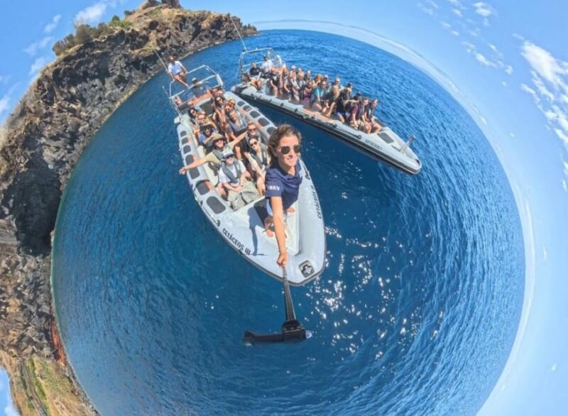 From Funchal: Whale and Dolphin Watching - What Marine Life Can You Expect to See?