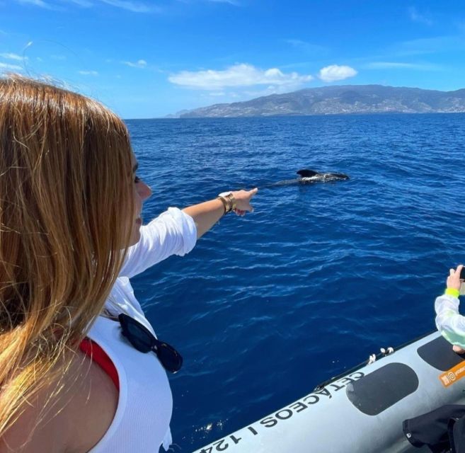 From Funchal: Whale and Dolphin Watching - Weather and Sea Conditions: What to Know