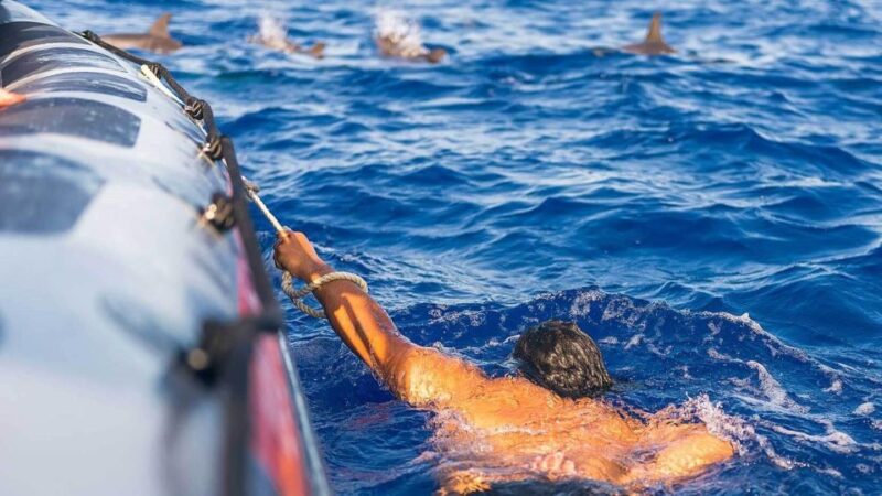 From Funchal: Whale and Dolphin Watching - The Guarantee and Flexibility of the Tour