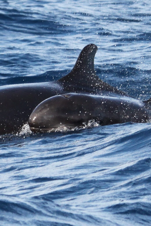 From Funchal: Whales and Dolphin Adventure Tour - From Funchals Marina to Marine Encounters