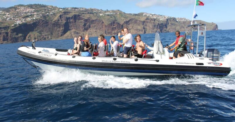 From Funchal: Whales and Dolphin Adventure Tour - The Chance to Swim with Dolphins