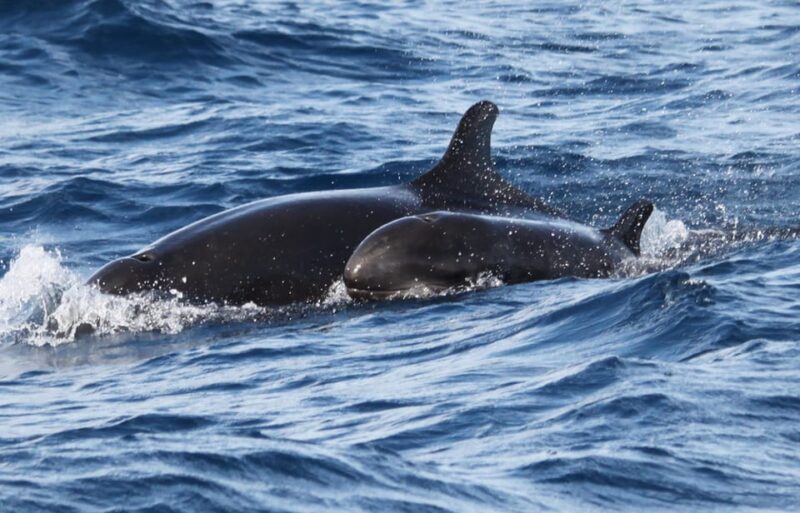 From Funchal: Whales and Dolphin Adventure Tour - The Experience of a Speedboat Ride