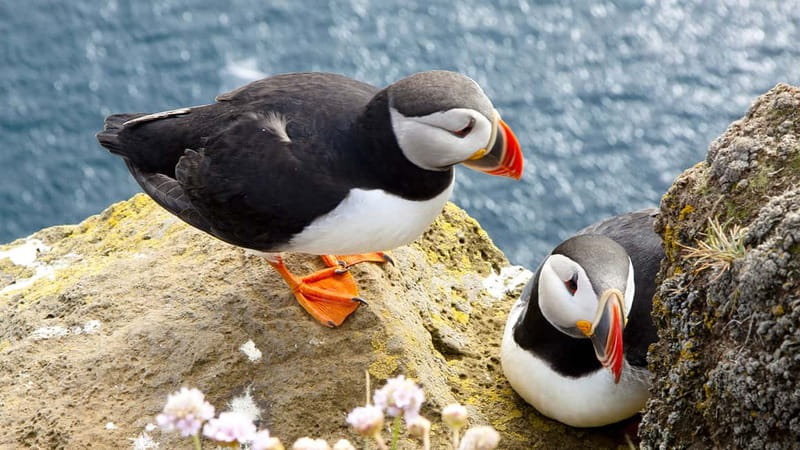 From Galway: Cliffs of Moher and The Burren Full Day Tour - Photo Stops and Viewpoints on the Return Journey