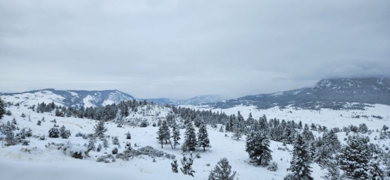 From Gardiner: Yellowstone National Park Snowshoe Tour - Wildlife Learning and Guide Expertise