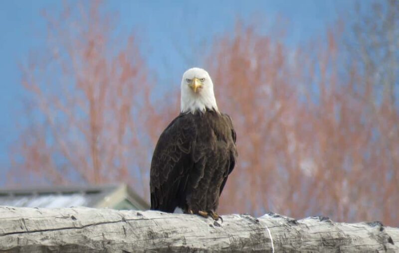 From Gardiner: Yellowstone Private Wolf & Wildlife Tour - Explore Yellowstone’s Winter Wilderness with a Private Guide