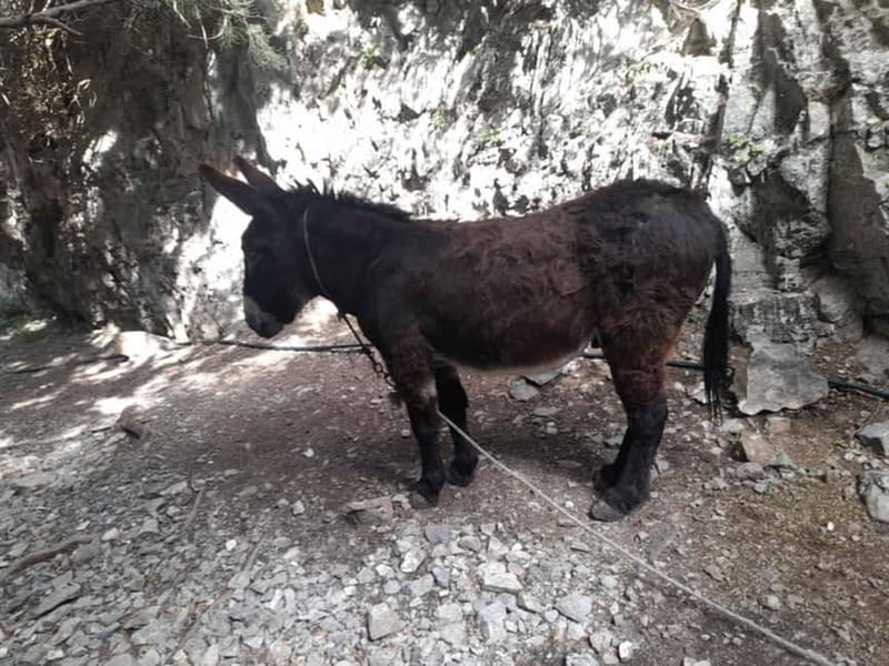 From Georgioupoli: Easy Hiking Day-Trip to Imbros Gorge - The Venetian Castle at Francokastello: A Historic and Relaxing Stop