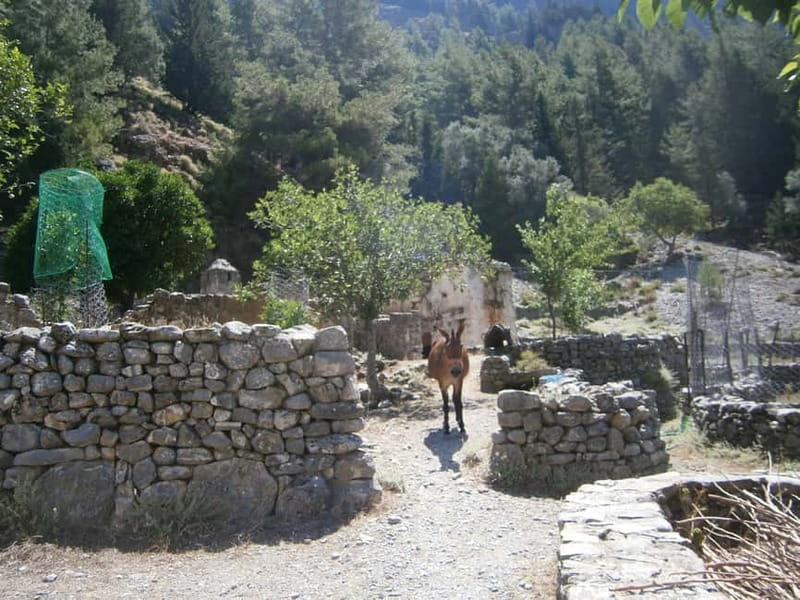 From Georgioupolis: Roundtrip Transfer to Samaria Gorge - Starting from Georgioupolis for a Scenic Cretan Adventure
